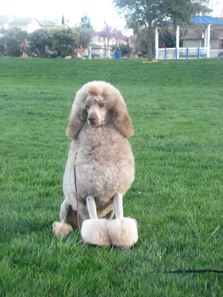 Anja, a Poodle (Standard) tested with EmbarkVet.com