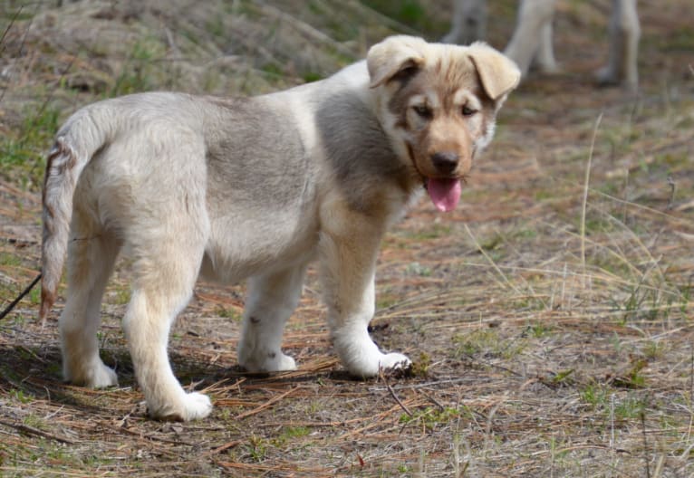 Lotus, a German Shepherd Dog and Alaskan Malamute mix tested with EmbarkVet.com