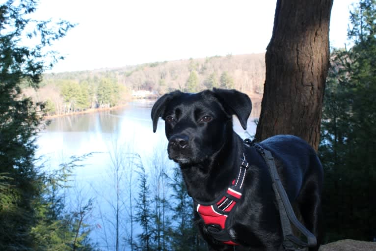 Rollo, a Labrador Retriever and Chesapeake Bay Retriever mix tested with EmbarkVet.com
