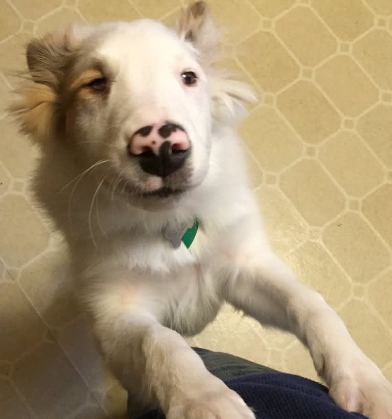 Jax, a Shetland Sheepdog and Australian Cattle Dog mix tested with EmbarkVet.com