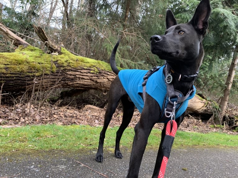 Remy Mordechai, a Formosan Mountain Dog tested with EmbarkVet.com