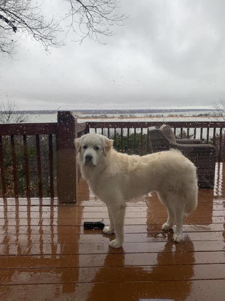 Ozzy, a Great Pyrenees tested with EmbarkVet.com