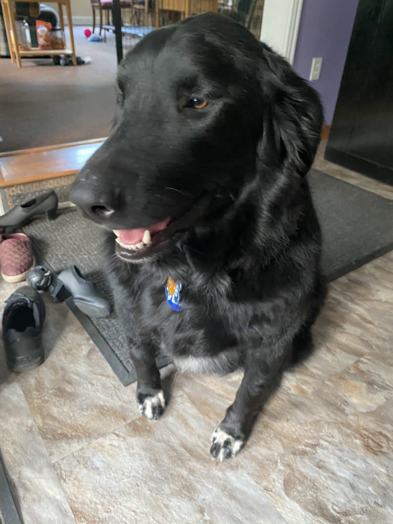 Care Bear Ross, a Labrador Retriever and Australian Cattle Dog mix tested with EmbarkVet.com