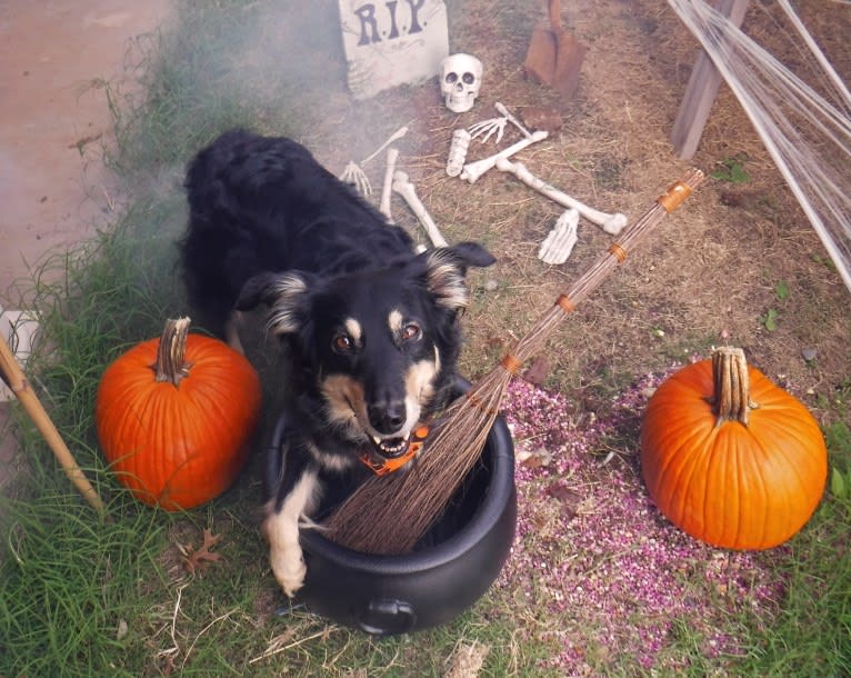 Maple, an English Shepherd tested with EmbarkVet.com