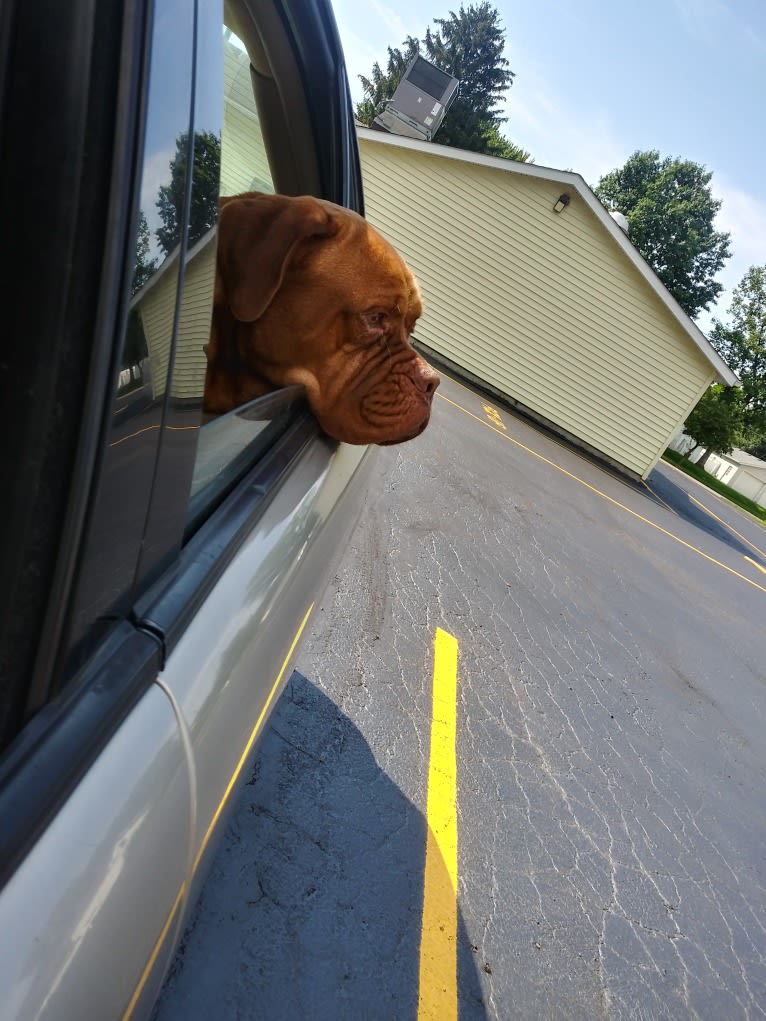 Brutis II, a Dogue de Bordeaux tested with EmbarkVet.com