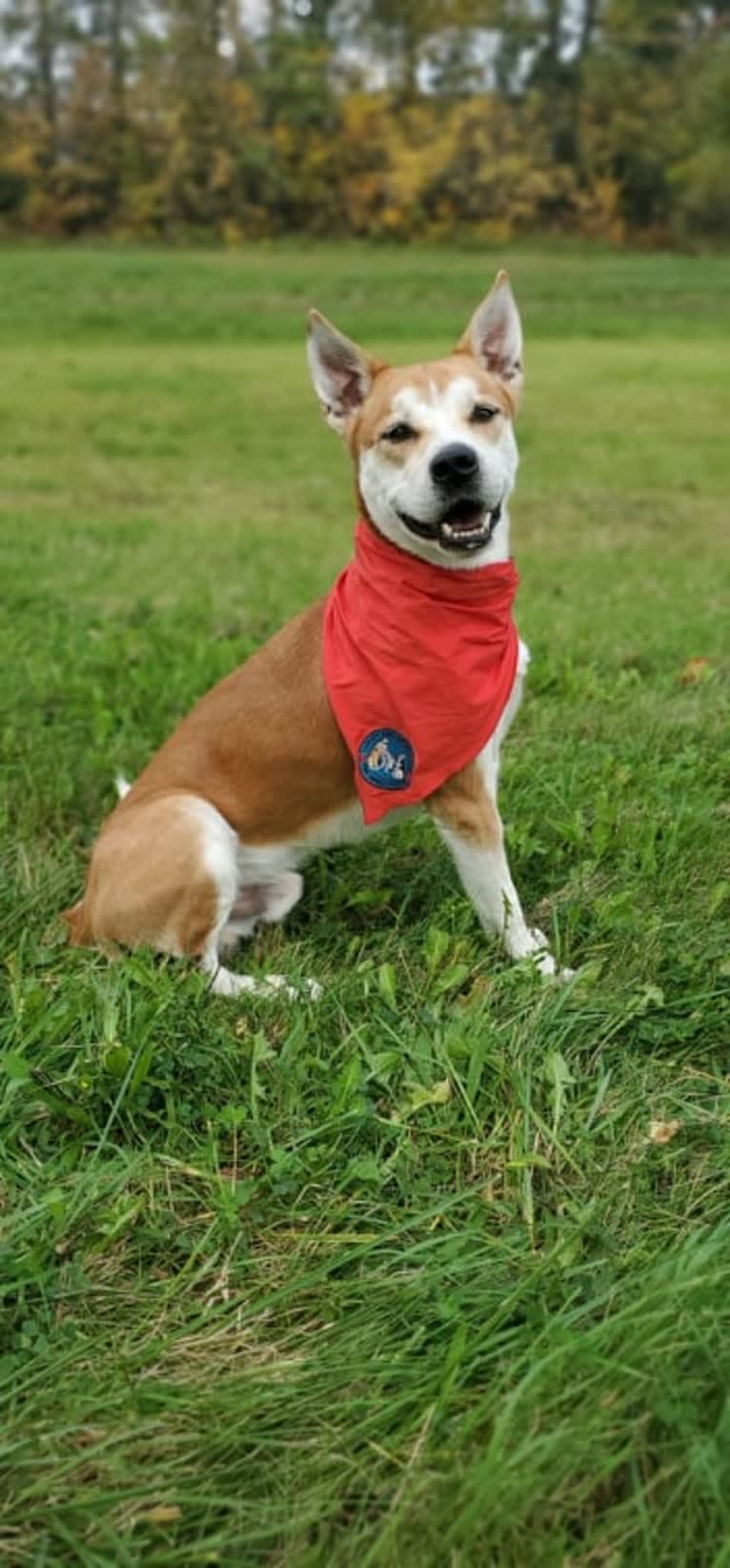 Joe, a Carolina Dog tested with EmbarkVet.com