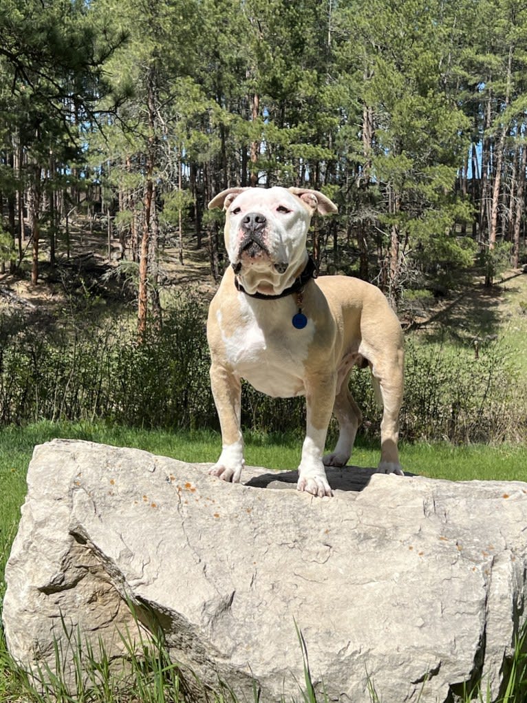 Rambo, an American Bully tested with EmbarkVet.com