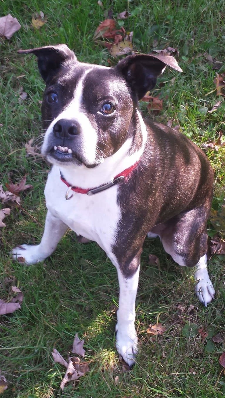 Louie Bean, a Boston Terrier and Rat Terrier mix tested with EmbarkVet.com