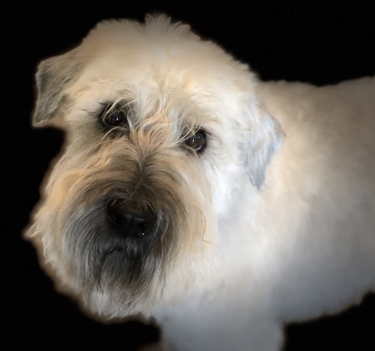 Morgan, a Soft Coated Wheaten Terrier tested with EmbarkVet.com