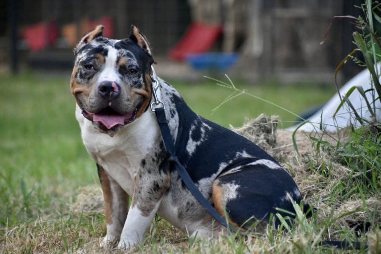Joker, an American Bully tested with EmbarkVet.com