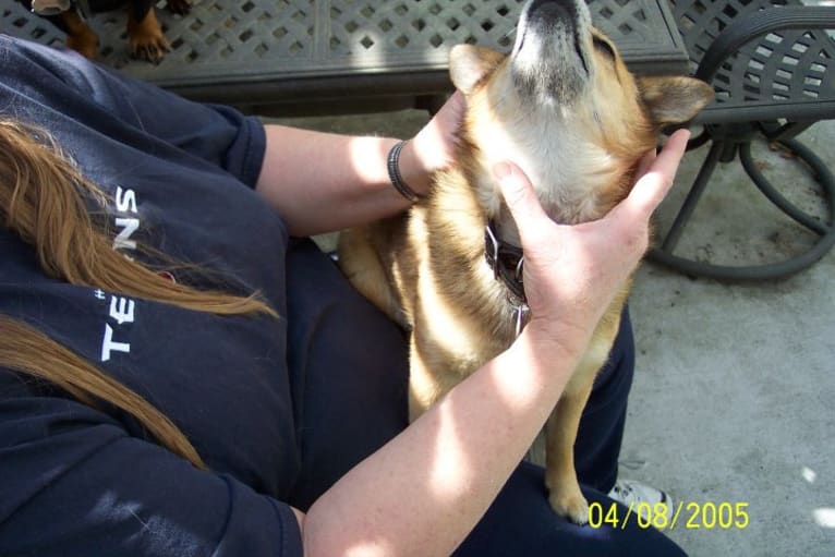 Lassie, a Pomeranian and Rat Terrier mix tested with EmbarkVet.com