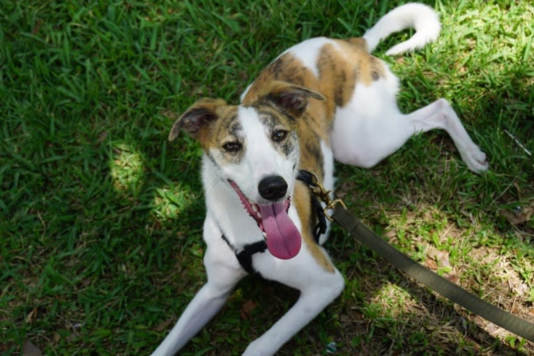 Pesto, a Whippet and Greyhound mix tested with EmbarkVet.com