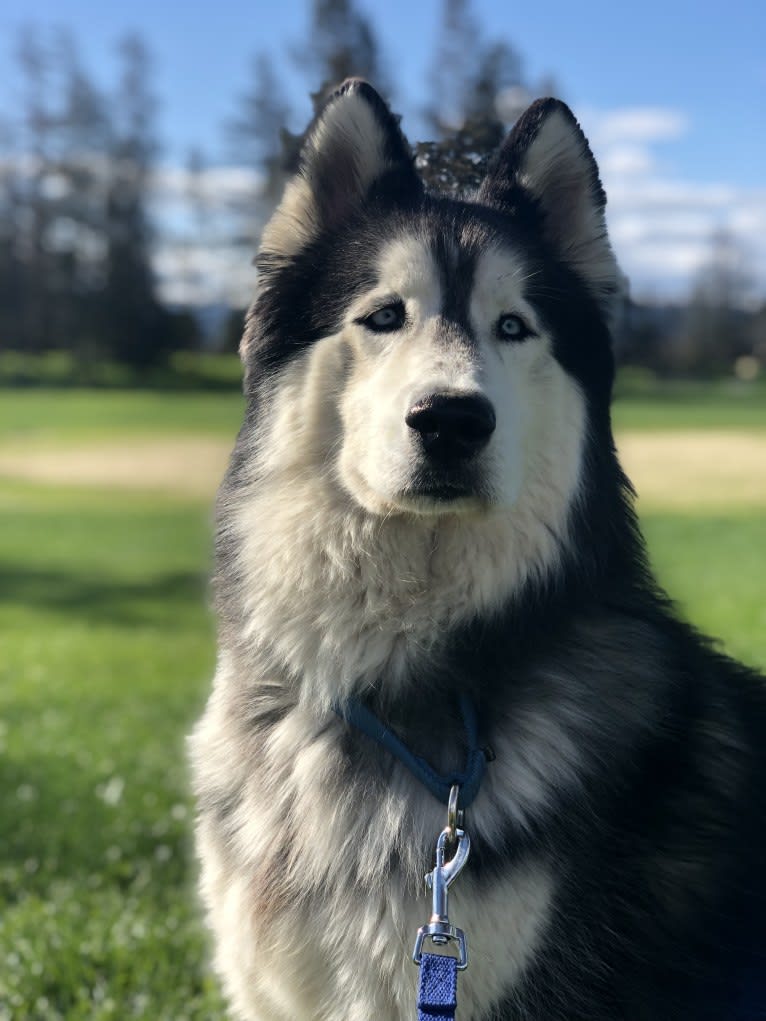 Zeke, a Siberian Husky (8.3% unresolved) tested with EmbarkVet.com