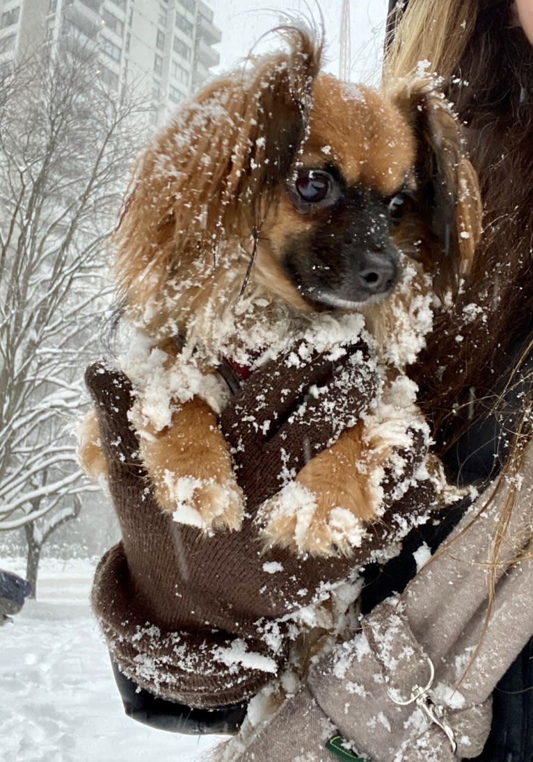 Finn, a Chihuahua and Dachshund mix tested with EmbarkVet.com