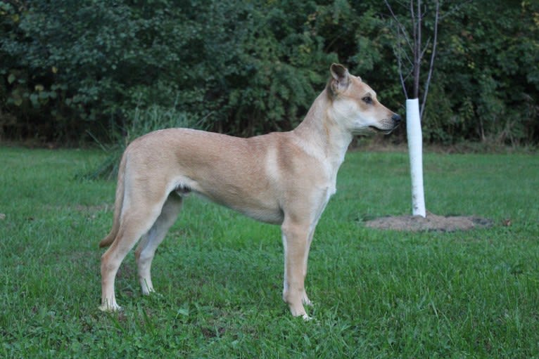 Bones, a Carolina Dog tested with EmbarkVet.com