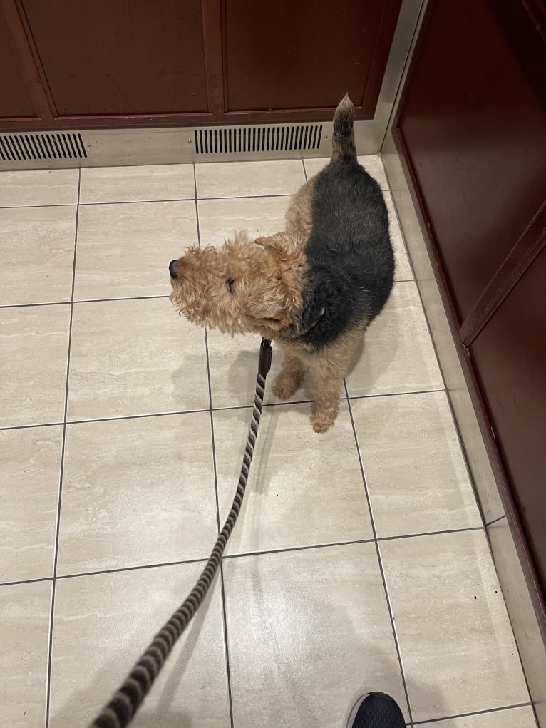 Abby, a Welsh Terrier tested with EmbarkVet.com