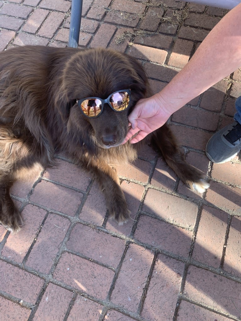 Rosey, a Newfoundland and Siberian Husky mix tested with EmbarkVet.com