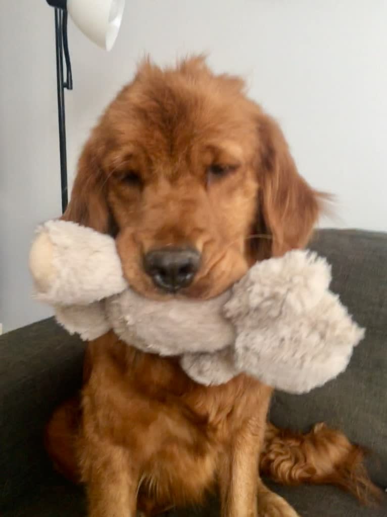 Gracie, a Golden Retriever tested with EmbarkVet.com