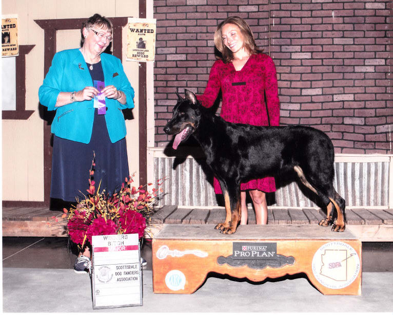 Meg, a Beauceron tested with EmbarkVet.com