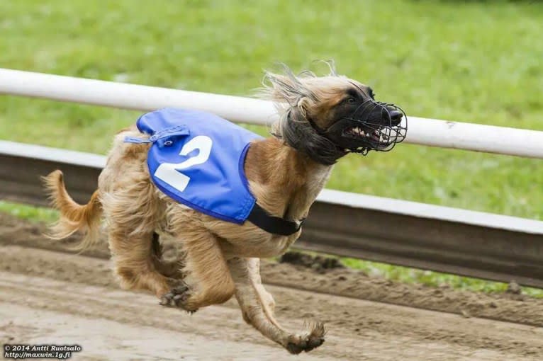 Kepi, an Afghan Hound tested with EmbarkVet.com