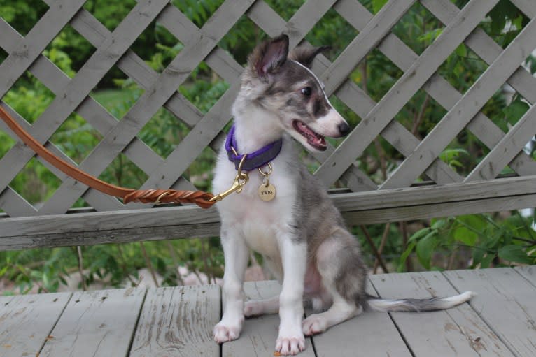 Twig, a Silken Windhound tested with EmbarkVet.com