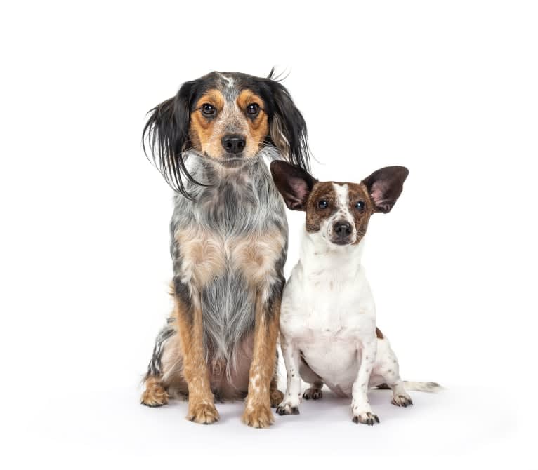 Banjo, an Australian Cattle Dog and Cocker Spaniel mix tested with EmbarkVet.com