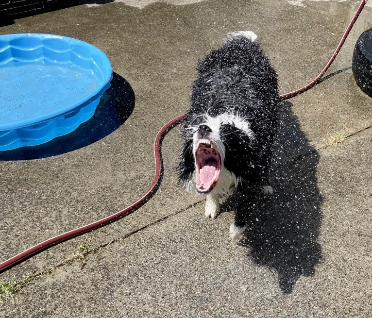 Angel, a Border Collie tested with EmbarkVet.com