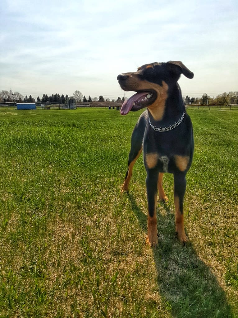 Hati, a Doberman Pinscher and German Shepherd Dog mix tested with EmbarkVet.com