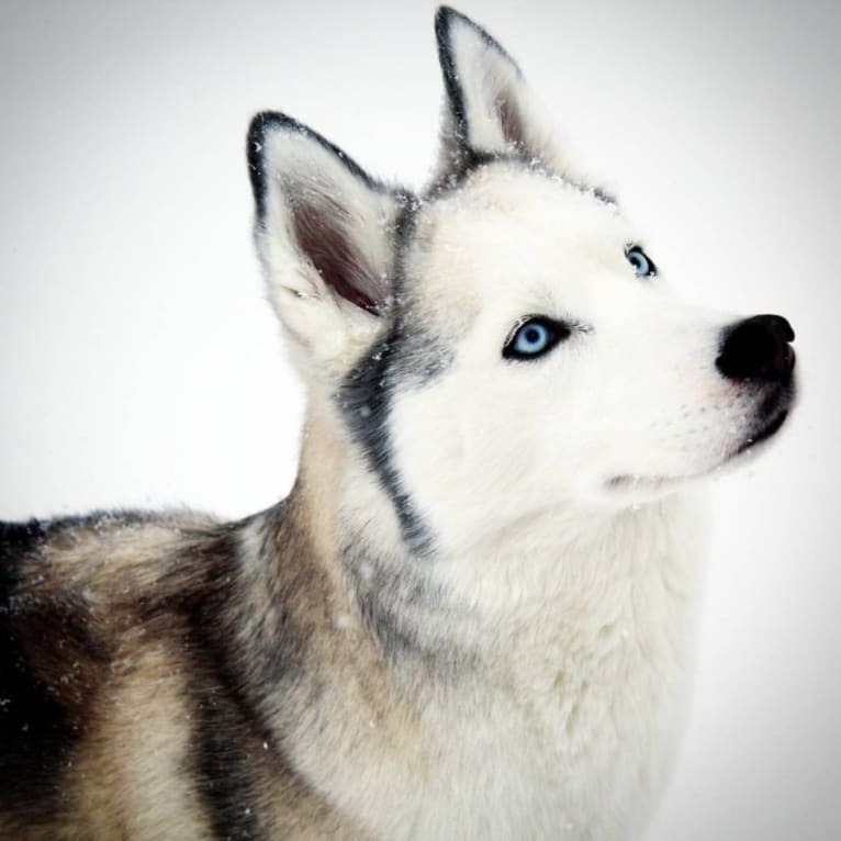Lakota, a Siberian Husky tested with EmbarkVet.com