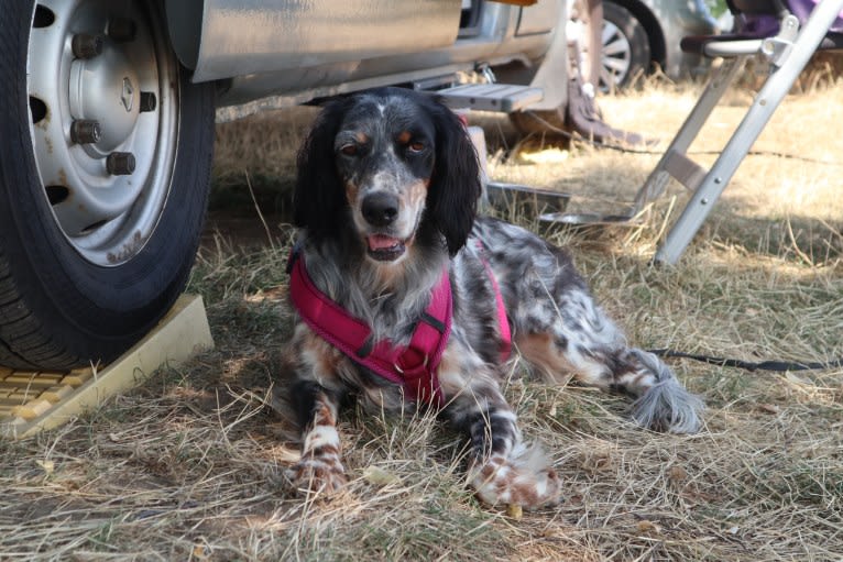 Daisy, an English Setter tested with EmbarkVet.com