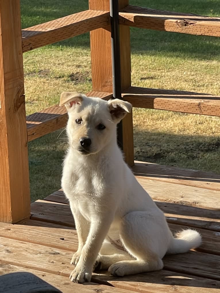 Nala, a Labrador Retriever and Chow Chow mix tested with EmbarkVet.com