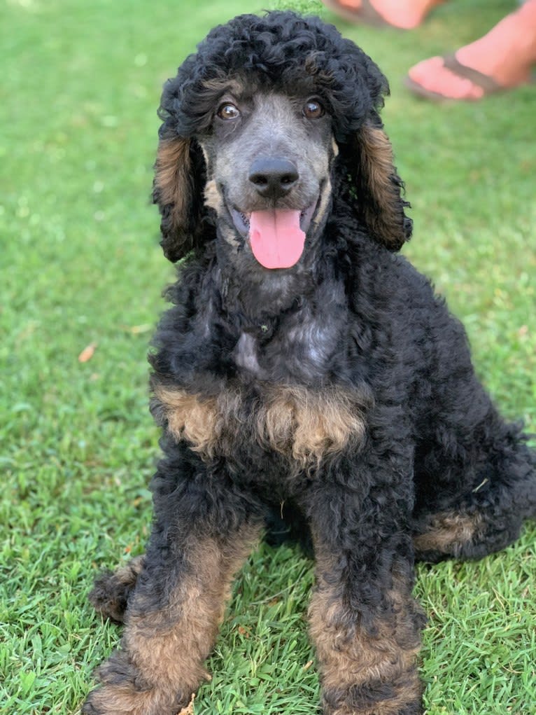 Boogie, a Poodle (Standard) tested with EmbarkVet.com