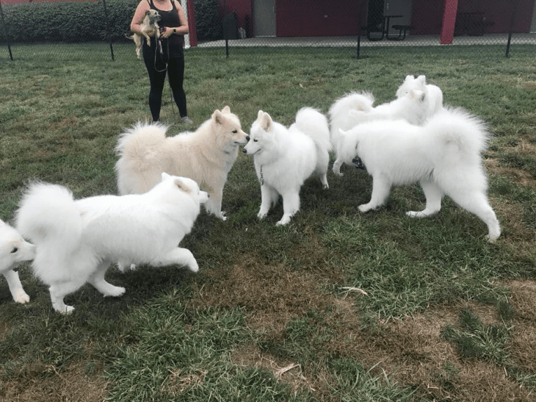 Camelot, a Samoyed tested with EmbarkVet.com