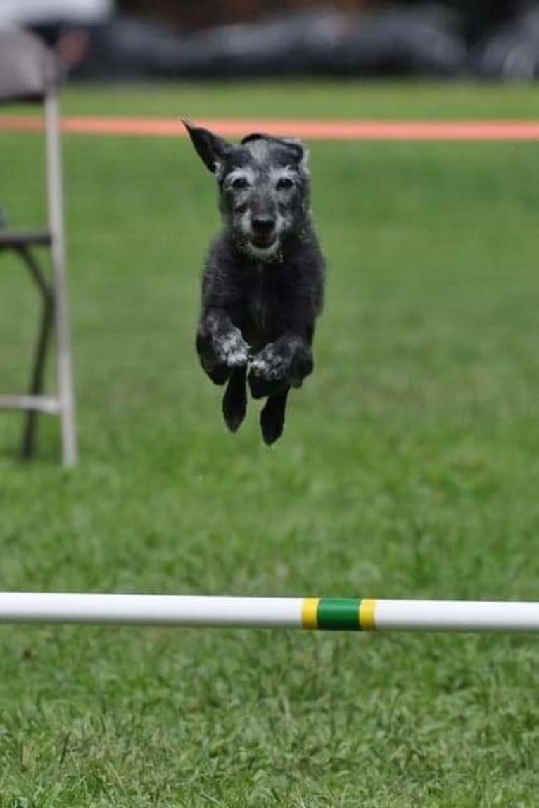 Miss Gracie Mansion OA OAJ NF, an Italian Greyhound and Poodle (Small) mix tested with EmbarkVet.com