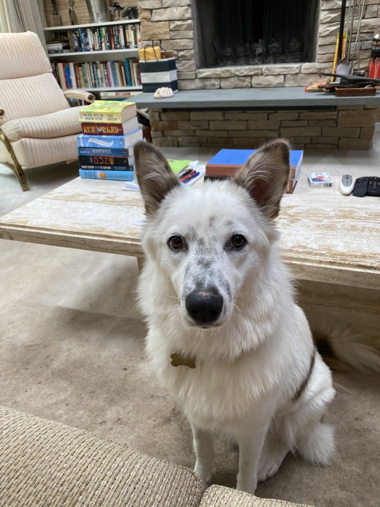 Petra, an Arabian Village Dog tested with EmbarkVet.com