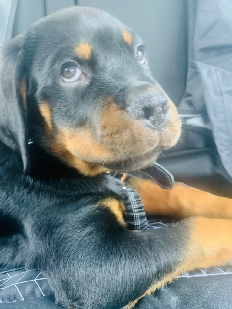 Chompy, a Rottweiler tested with EmbarkVet.com