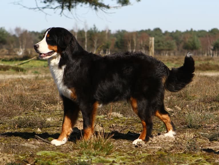 Zorra, a Bernese Mountain Dog tested with EmbarkVet.com