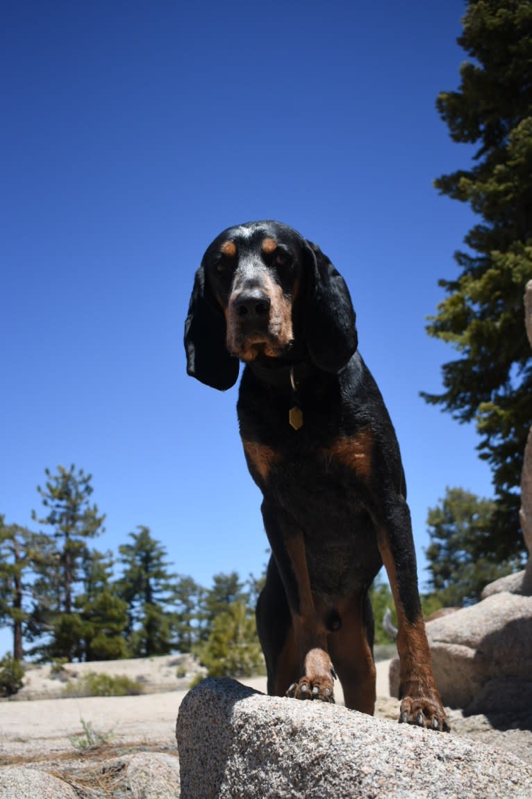 Atticus, a Bluetick Coonhound tested with EmbarkVet.com