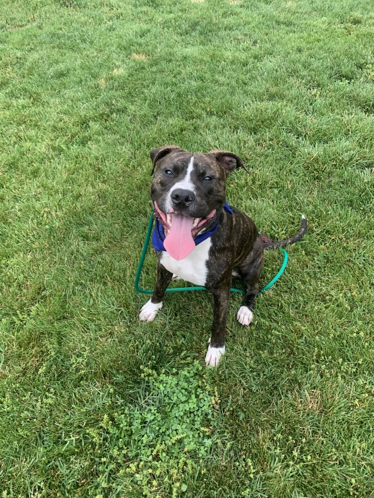 Chidi Buddy, an American Bully tested with EmbarkVet.com