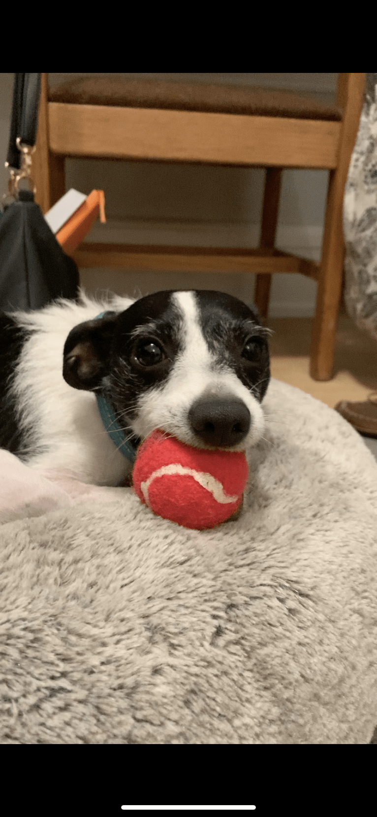 Badger, a Miniature Schnauzer and Chihuahua mix tested with EmbarkVet.com