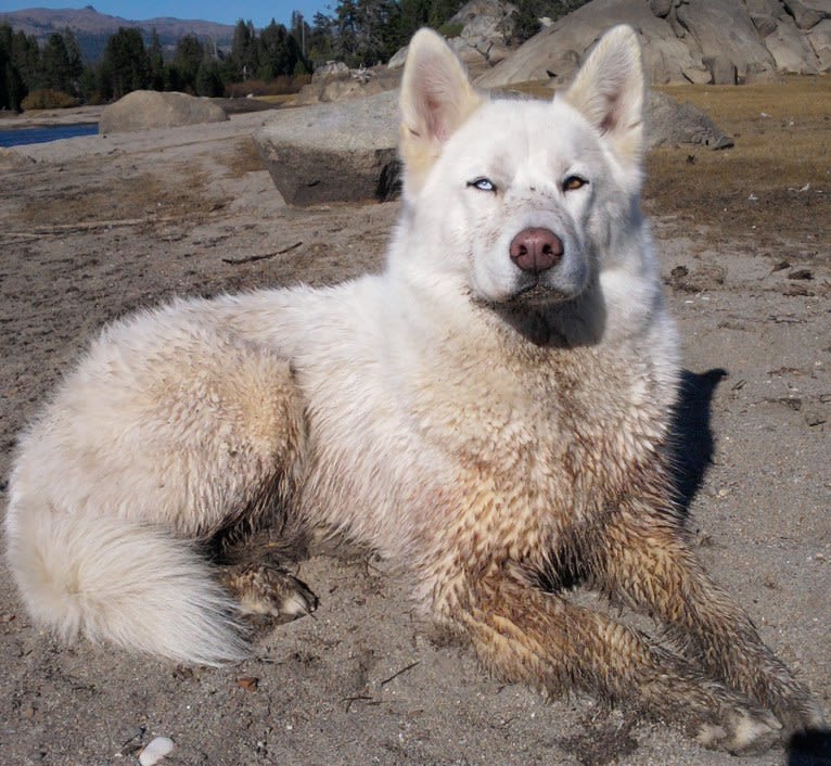 Meeshka, a Siberian Husky tested with EmbarkVet.com