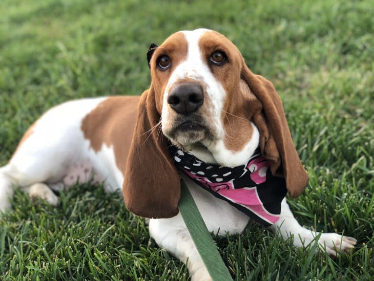 Leah, a Basset Hound tested with EmbarkVet.com