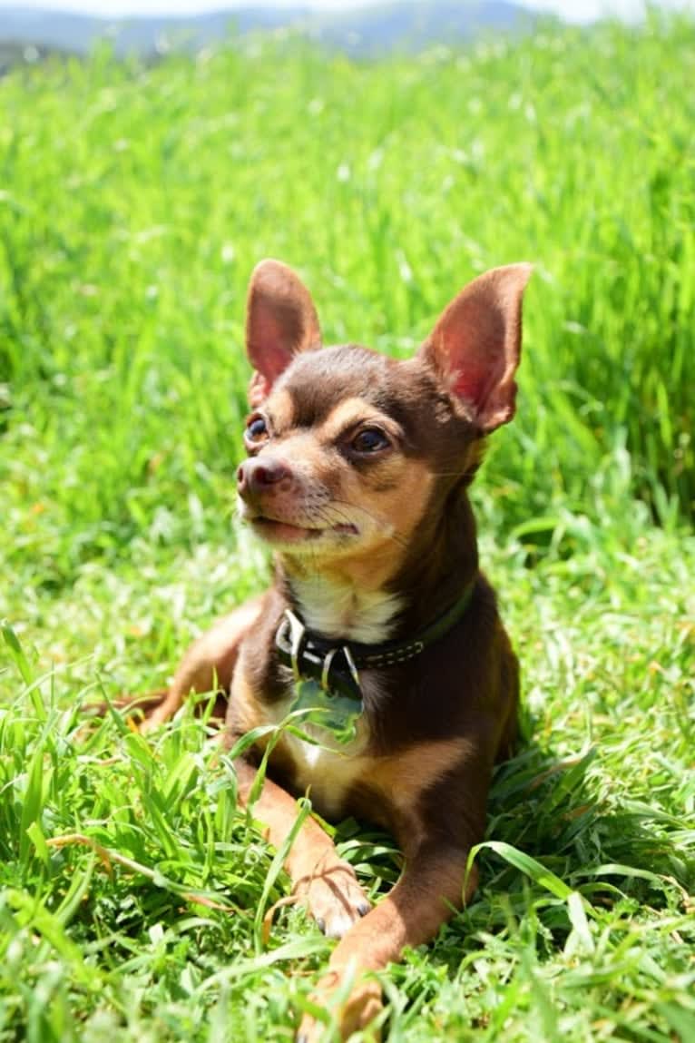 Nacho Dog, a Chihuahua and Pomeranian mix tested with EmbarkVet.com