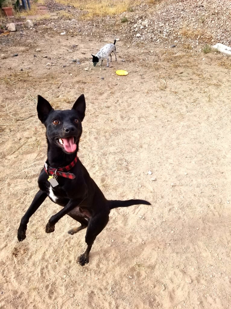 Paladin, a Chihuahua and Pomeranian mix tested with EmbarkVet.com