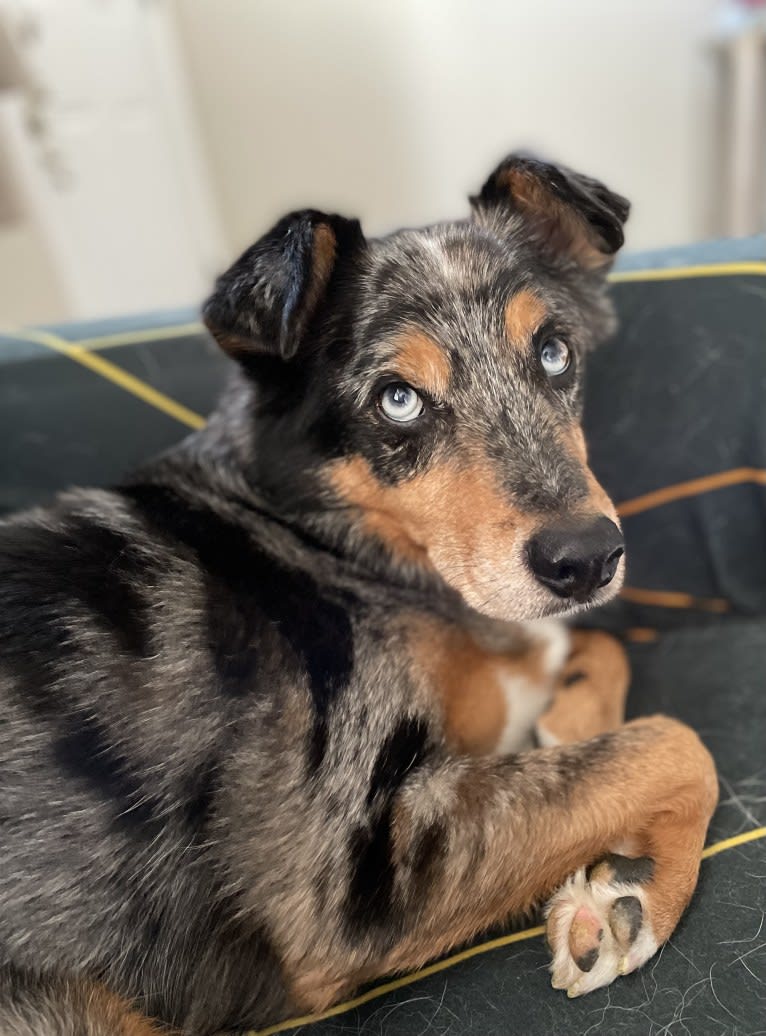 Kaydo, an Australian Shepherd and American Pit Bull Terrier mix tested with EmbarkVet.com