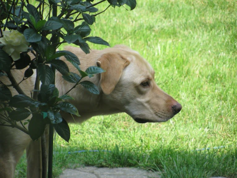 Tank, a German Shepherd Dog and Labrador Retriever mix tested with EmbarkVet.com