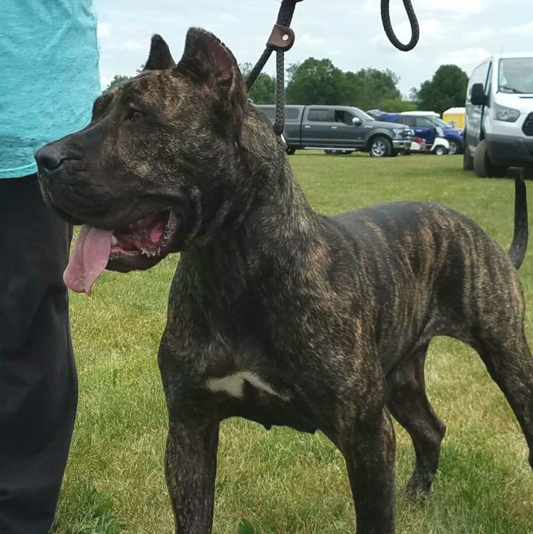 Janga, a Perro de Presa Canario tested with EmbarkVet.com