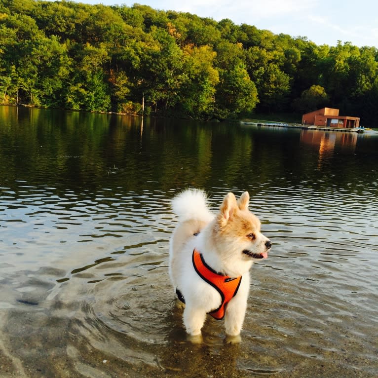 Techno, a Pomeranian tested with EmbarkVet.com