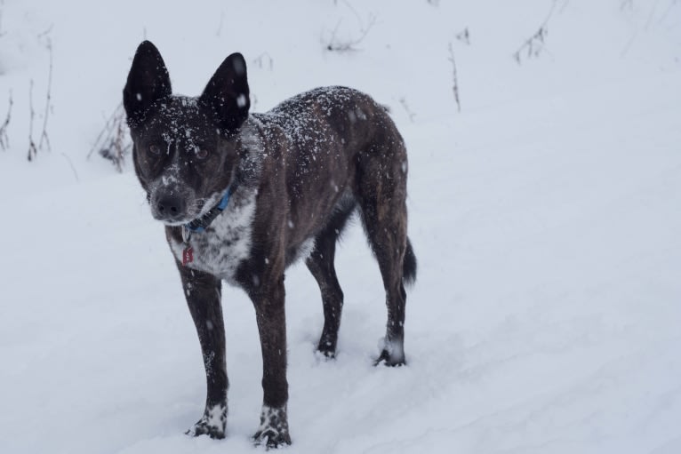 Lou, an Australian Cattle Dog and German Shepherd Dog mix tested with EmbarkVet.com