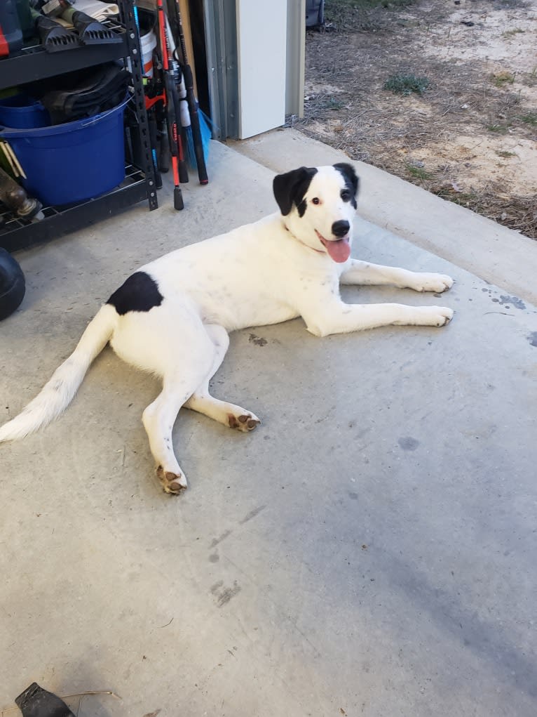 Pearl, a Great Pyrenees and Labrador Retriever mix tested with EmbarkVet.com